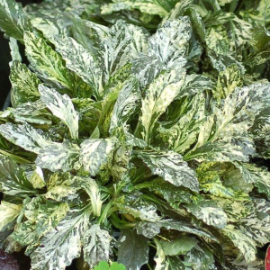 Dąbrówka SPARKLER (Ajuga reptans) P9