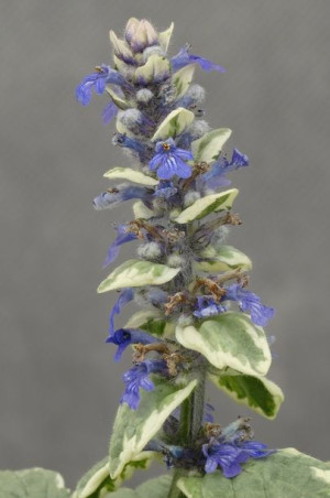 Dąbrówka VARIEGATA (Ajuga reptans) P9
