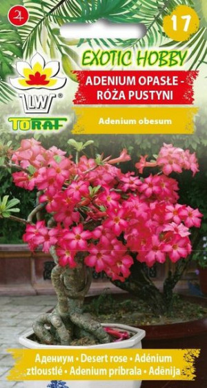 EXOTIC HOBBY Adenium opasłe - róża pustyni