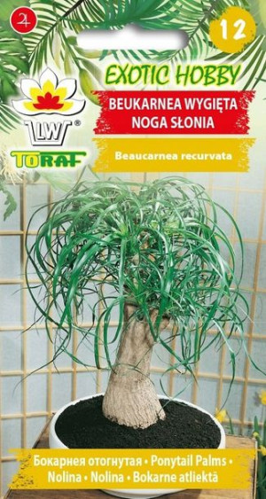 EXOTIC HOBBY Beukarnea Wygięta noga słonia