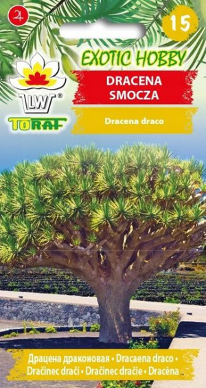 EXOTIC HOBBY Dracena smocza
