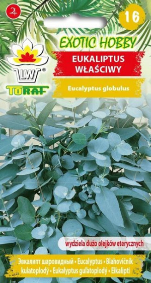 EXOTIC HOBBY Eukaliptus właściwy