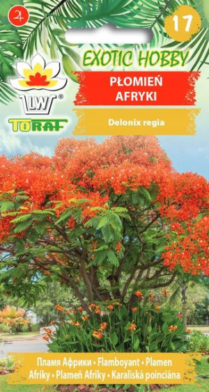 EXOTIC HOBBY Płomień Afryki - Płonące drzewo