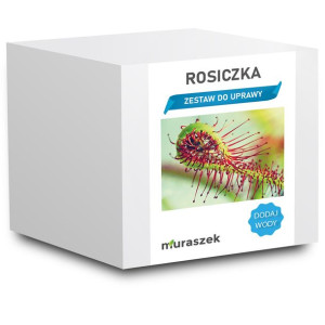 Rosiczka przylądkowa capensis owadożerna zestaw na prezent