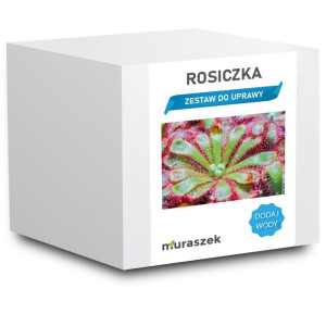 Rosiczka roślina owadożerna zestaw do uprawy na prezent