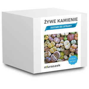 ŻYWE KAMIENIE lithops zestaw do uprawy na PREZENT