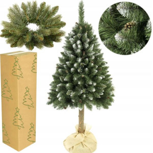 Choinka Sosna Diamentowa Na Pniu 220 Cm + Gratisy