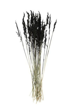 Madam Stoltz - Suszone kwiaty Triticum Aestivum