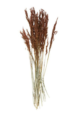 Madam Stoltz - Suszone kwiaty Triticum Aestivum