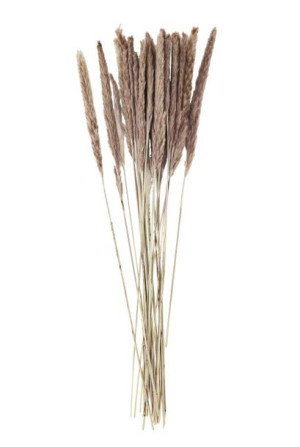 Madam Stoltz - Suszone kwiaty Miscanthus Floridulus