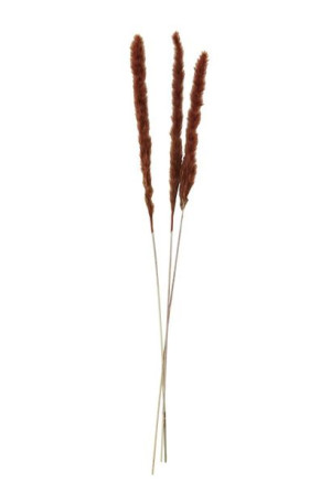Madam Stoltz - Suszone kwiaty Miscanthus Floridulus
