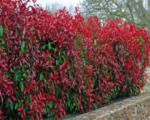 Głogownik Red Robin photinia żywopłot 60-80cm C2