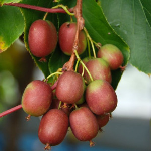Aktinidia Weiki ostrolistna żeńska 2L