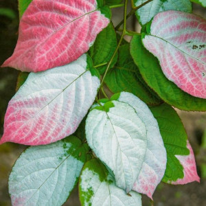 Aktinidia Adam pstrolistna zapylacz 2L