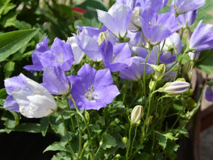 Dzwonek karpacki Pristar Deep Blue fioletowoniebieski