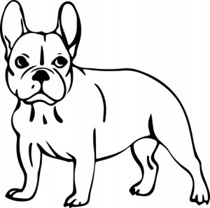Naklejka BULDOG FRANCUSKI 10 X 10,1 CM