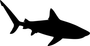 Naklejka REKIN SHARK 9,3 X 18 CM