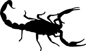 Naklejka SKORPION 16 X 26,7 CM