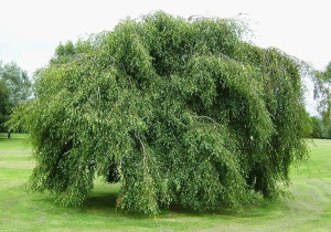 Brzoza płacząca Youngii 80-100cm P9
