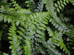 Paprotnik japoński Polystichum polyblepharum paproć