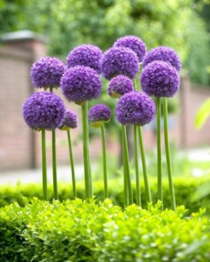 Allium Gladiator Czosnek 'Gladiator'