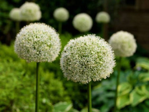 Allium Mont Blanc Czosnek 'Mont Blanc'