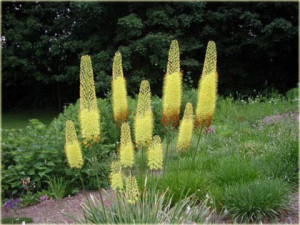 Eremurus bungei Pustynnik himalajski