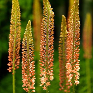 Eremurus Cleopatra Pustynnik 'Cleopatra'