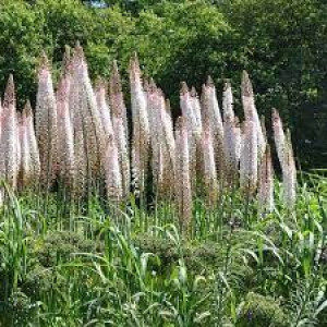 Eremurus robustus Pustynnik olbrzymi