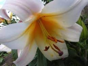 Lilium High Tea Lilia 'High Tea'