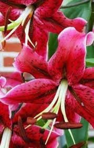 Lilium Miss Feya Lilia 'Miss Feya'