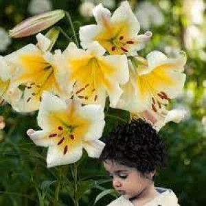 Lilium Miss Peculiar Lilia 'Miss Peculiar' 5SZT.