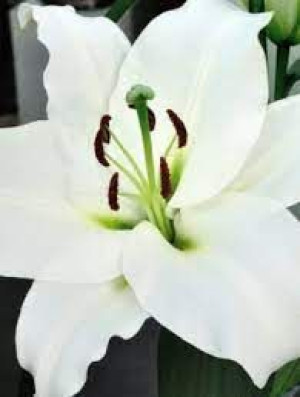 Lilium Monte Bianco Lilia 'Monte Bianco'