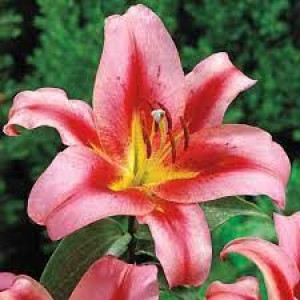 Lilium Olympic Torch Lilia 'Olympic Torch'