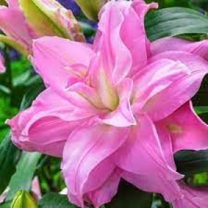 Lilium Roselily Julia Lilia 'Roselily Julia'
