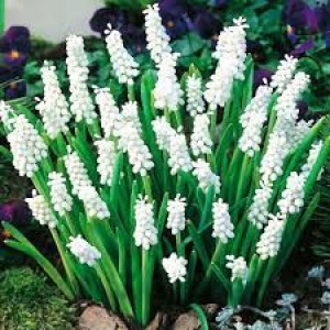 Muscari Album Szafirek 'Album' 5 SZT.