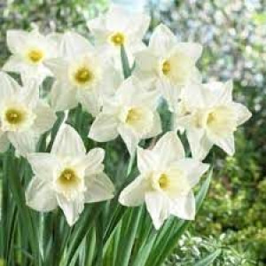 Narcissus Mount Hood Narcyz 'Mount Hood' 5SZT