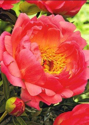 Paeonia Coral Sunset Piwonia 'Coral Sunset'