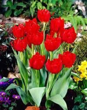 Tulipa Abba Tulipan 'Abba' 5SZT