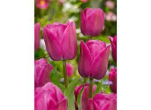 Tulipa Barcelona Tulipan 'Barcelona' 5SZT
