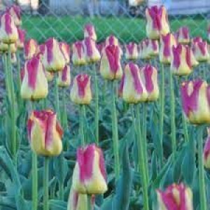 Tulipa Boston Tulipan 'Boston' 5SZT