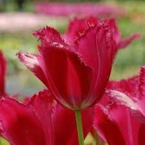 Tulipa Burgundy Lace Tulipan 'Burgundy Lace' 5SZT