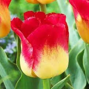 Tulipa Candy Corner Tulipan 'Candy Corner'5SZT