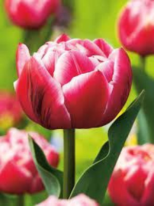 Tulipa Columbus Tulipan 'Columbus' 5SZT