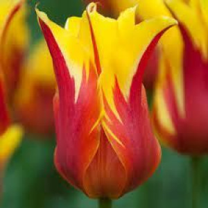 Tulipa Fire Wings Tulipan 'Fire Wings 5SZT