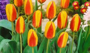 Tulipa First Love Tulipan 'First Love' 5SZT