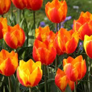Tulipa Flair Tulipan 'Flair'5SZT