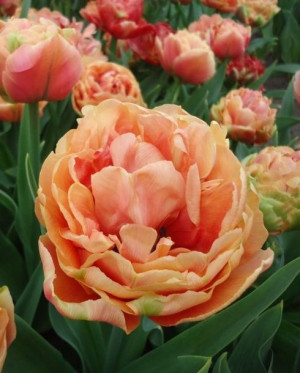 Tulipa Copper Image Tulipan 'Copper Image' 5SZT