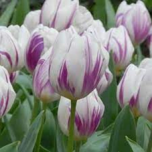 Tulipa Flaming Flag Tulipan 'Flaming Flag' 5SZT