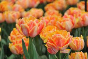 Tulipa Foxy Foxtrot Tulipan 'Foxy Foxtrot'5SZT